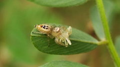 Thyene imperialis