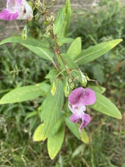 Impatiens glandulifera