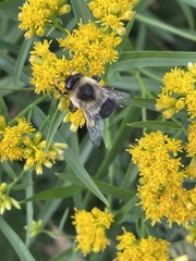 Bombus impatiens
