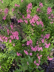 Phlox maculata