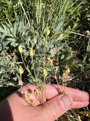 Potentilla glaucophylla