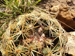 Coryphantha radians