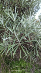 Senecio cinerarioides
