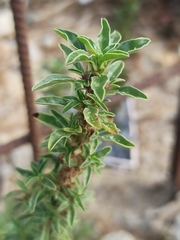 Amaranthus blitoides