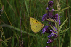 Colias eurytheme