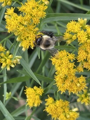 Bombus impatiens