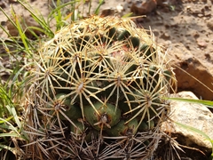 Coryphantha radians