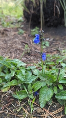 Salvia prunelloides