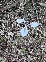 Moraea tripetala