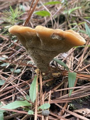 Phaeolus