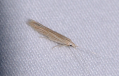 Coleophora