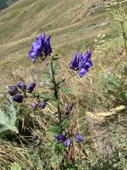 Aconitum nasutum