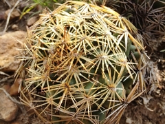 Coryphantha radians