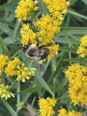Bombus impatiens