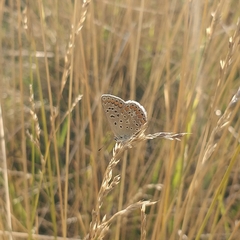 Polyommatus icarus