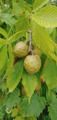 Aesculus