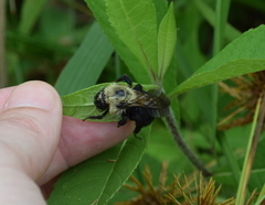Bombus citrinus