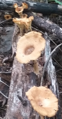 Lentinus crinitus