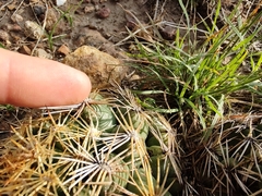 Coryphantha radians