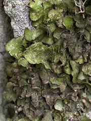 Pleurosticta acetabulum