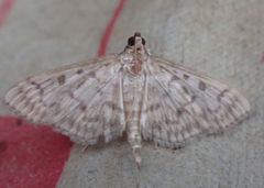 Herpetogramma