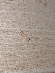 Parapediasia teterrellus