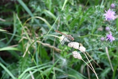 Sympetrum striolatum