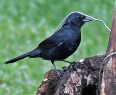 Tachyphonus coronatus