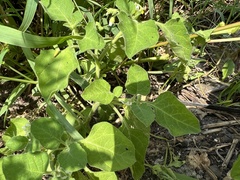 Solanum sarrachoides