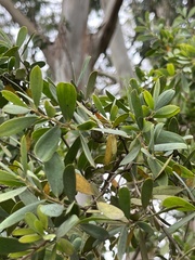 Leptospermum laevigatum