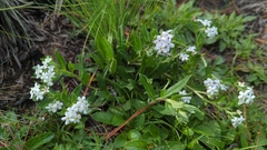 Lithospermum distichum