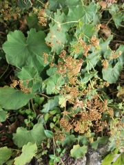 Alchemilla mollis