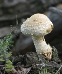 Hemipholiota populnea