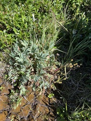 Potentilla glaucophylla
