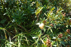 Exobasidium rhododendri