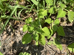 Solanum sarrachoides