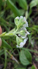 Lithospermum distichum