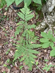 Pteridium