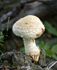 Hemipholiota populnea