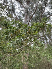Leptospermum laevigatum