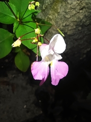 Impatiens balfourii