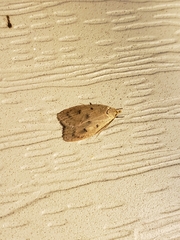 Machimia tentoriferella