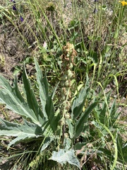 Pedicularis