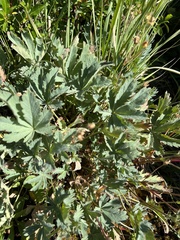 Potentilla glaucophylla