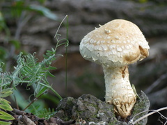 Hemipholiota populnea