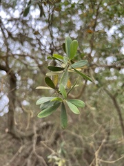 Leptospermum laevigatum