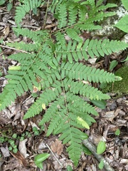 Pteridium