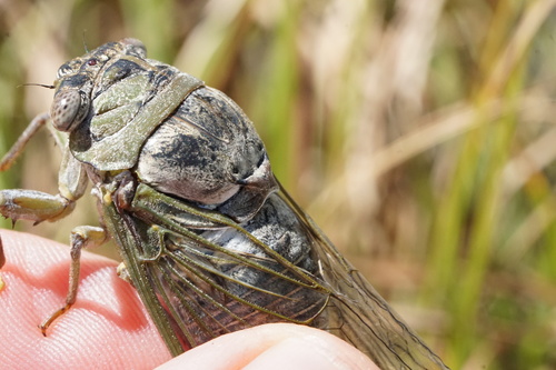 Megatibicen grossus