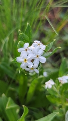 Lithospermum distichum