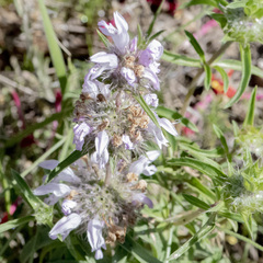 Monarda pectinata